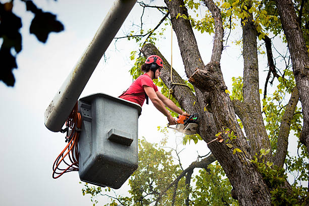 Scotts Valley, CA Tree Removal and Landscaping Services Company